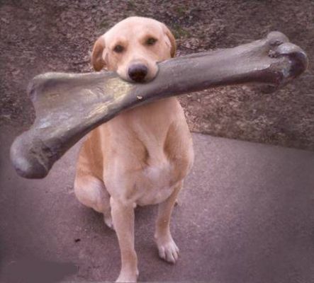 dog with big bone