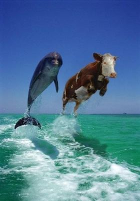 dolphin and cow