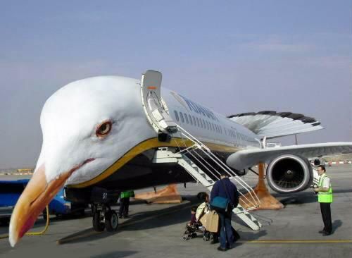 seagull in plane