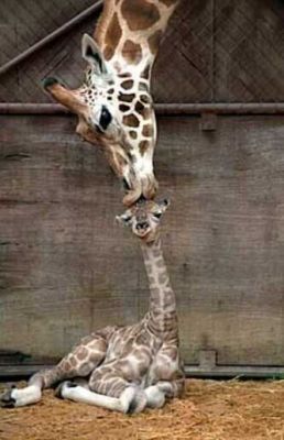 baby giraffe kiss