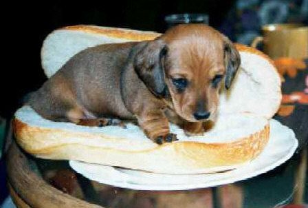 puppy hot dog