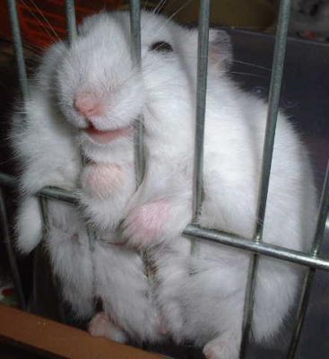 hamster jail