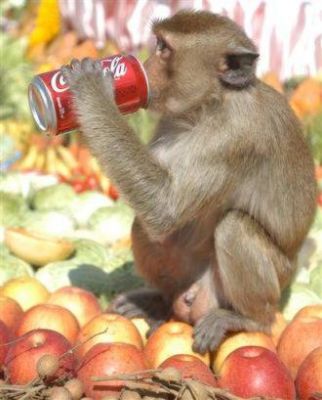 monkey buffet in thailand