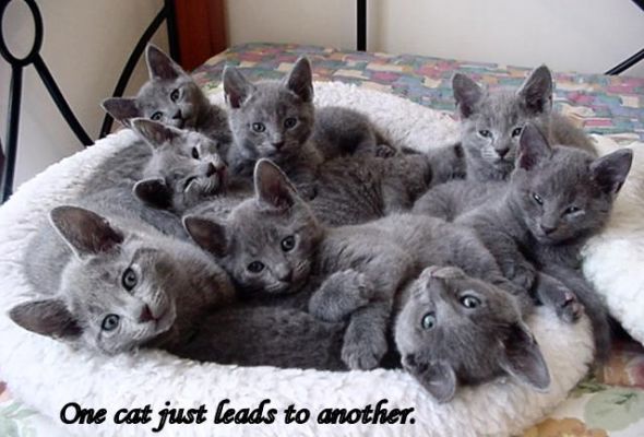 russian blue - One cat just leads to another.