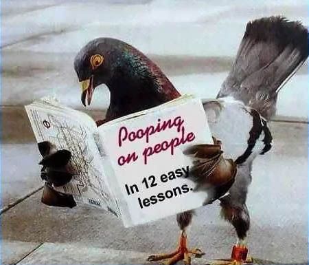 pigeon awesome - Pooping on people In 12 easy lessons.