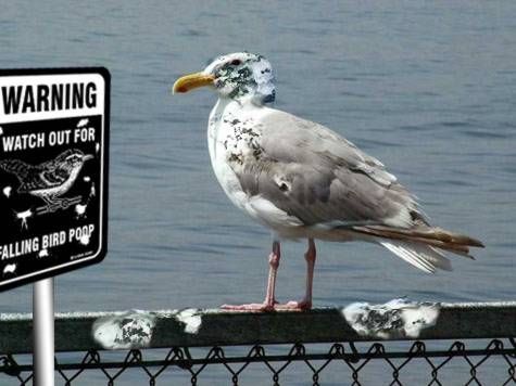 european herring gull - Warning Watch Out For Calling Bird Pond