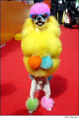 colorful poodle - Ap Photo