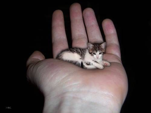 smallest cat in the world