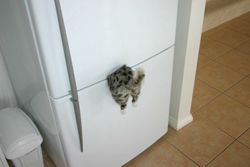 Kitten stuck in freezer