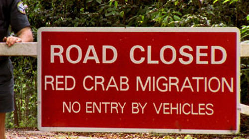 Crab invasion