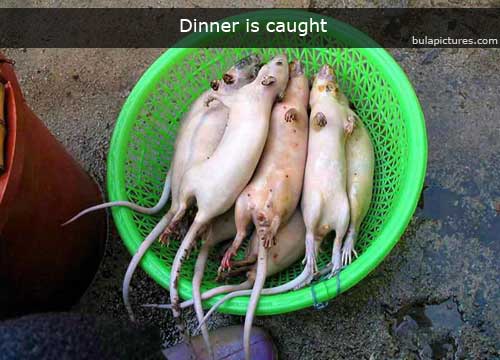 Rats for dinner.