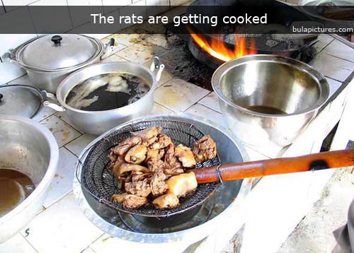 Rats for dinner.