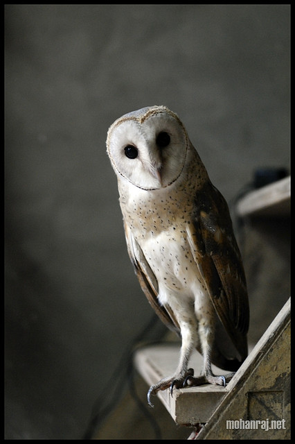 The pale, long-winged barn owl is the most widespread specie of owl or bird breed for that matter. Maybe it's his remarkable flat-faced appearance and uncanny black eyes that has people in various countries tagging him with names that suggest a feeling of ghoulishness: Hobgoblin, Death Owl, Ghost Owl and Death Owl, just to name a few!