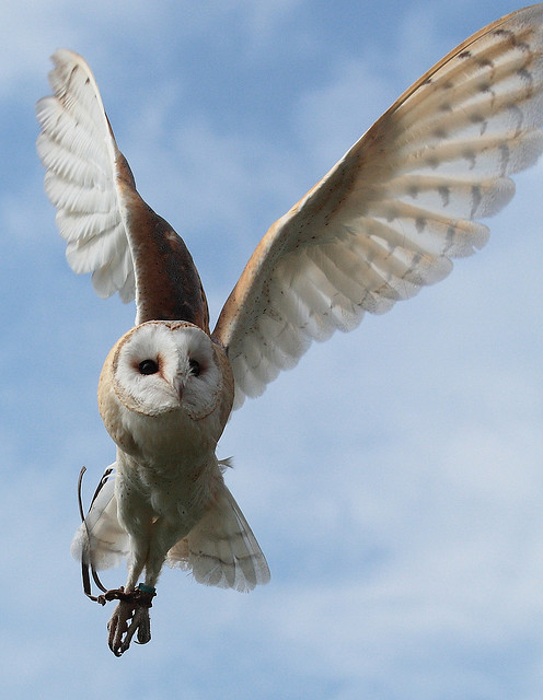 Male Barn Owls tend to have "whiter" feathers and less speckling than their females counterparts. The females have more speckles that are dark red brown, grey and black on the top and undersides of their wings and body. As with most birds, the females are slightly larger than the males.