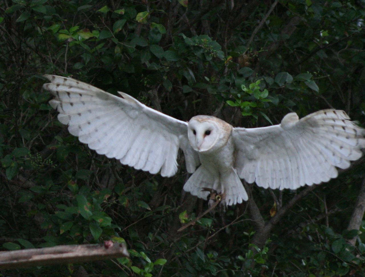 In folklore and myths, the symbolism of an owl is one of "wisdom, helpfulness, and prophecy." Hedwig in 'Harry Potter', is a great example! It's not a stretch then to imagine that the Barn Owl's ghostly appearance, blood-curdling shriek and stealth silence during flight adds further to its mystical and otherworldly traits.