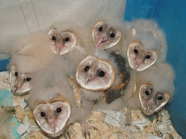 Tufts of white fuzz and heart-shaped faces! So goofy, yet soo cute. They look eager for a feeding and since they sit on shredded newspaper, it appears these owlets are being bred by someone.