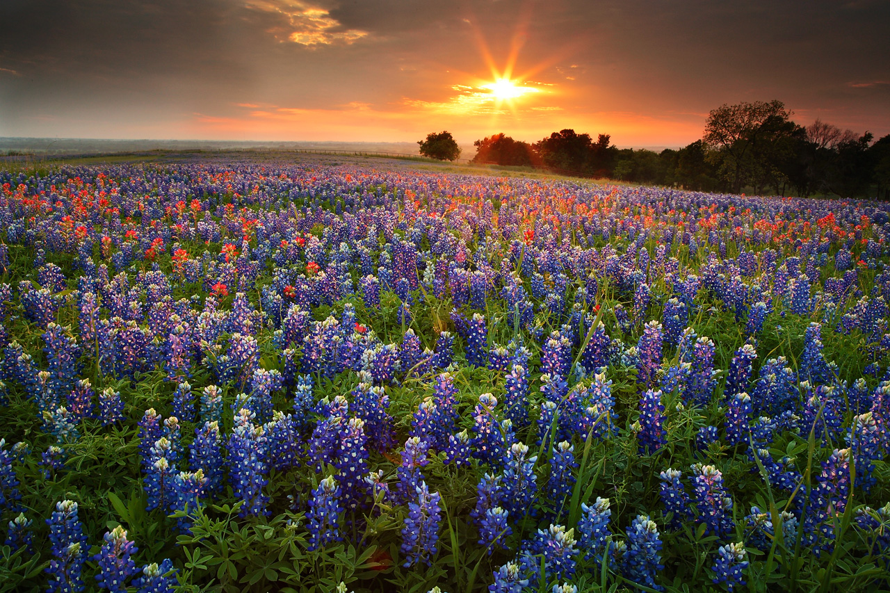 Blue Bonnet Fields in Texas