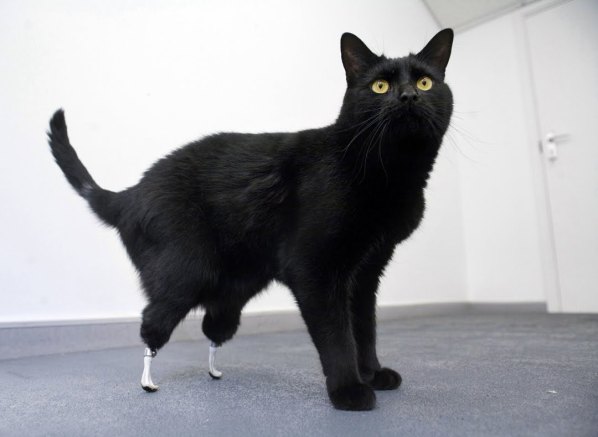 Oscar the Cat Gets a New Pair of Shoes