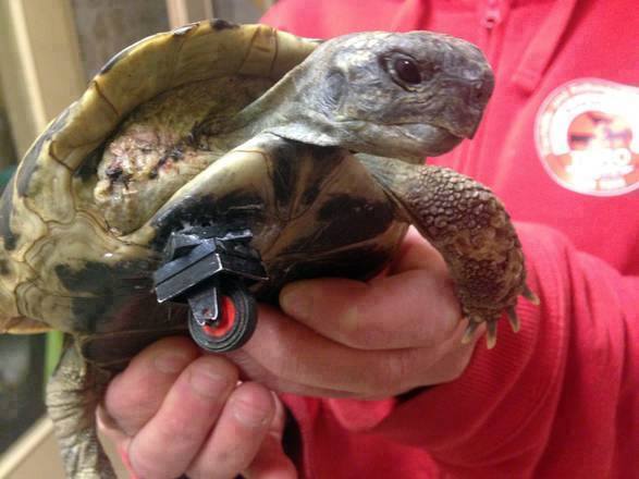One Tortoise's Toy is Another's Prosthetic Leg