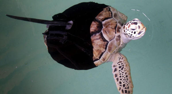 A One-Flippered Turtle Gets Her Rudder Back