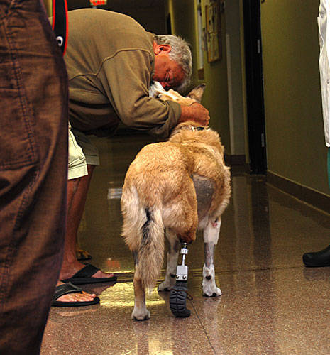 Cassidy the Three-Legged Dog Gets A Shot at Dignity