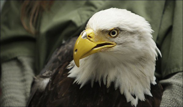 Beauty the Bald Eagle Gets a New Beak