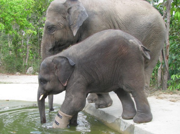 Chhouk the Elephant Gets a New Foot, Makes People Everywhere Melt Inside