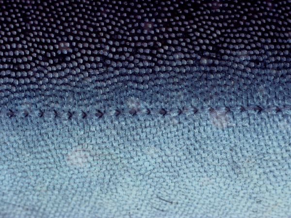 The sensory glands on the side of an Arctic Char are used by the fish during its annual spawning migration.