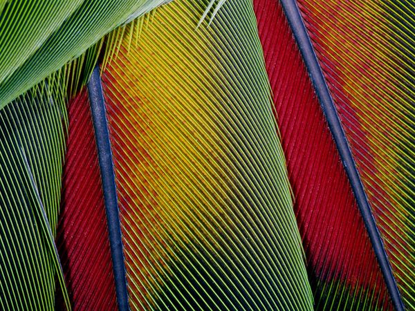 Bird feathers create a colorful show.
