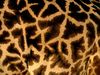 A Giraffe's spots form irregular patterns