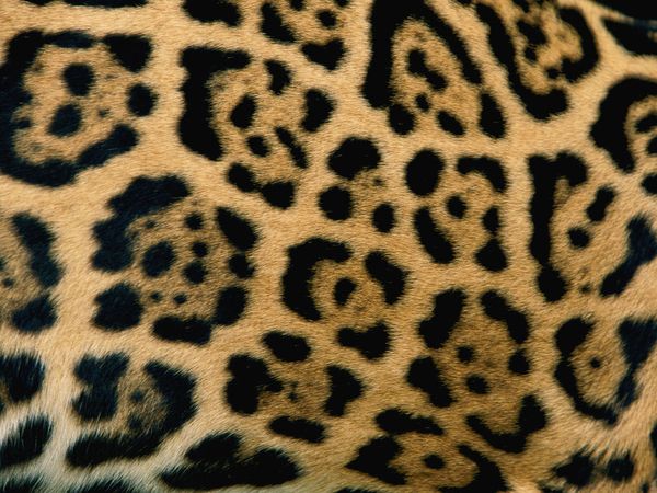 Intricate rings and dots mark the coat of a Jaguar Panthera onca.