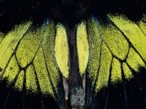 A moth's wings appear iridescent when photographed close-up in the Danum Valley Conservation Area in Sabah, Malaysia.
