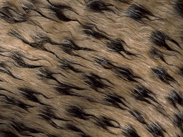 A close view of a Cheetah's wet coat