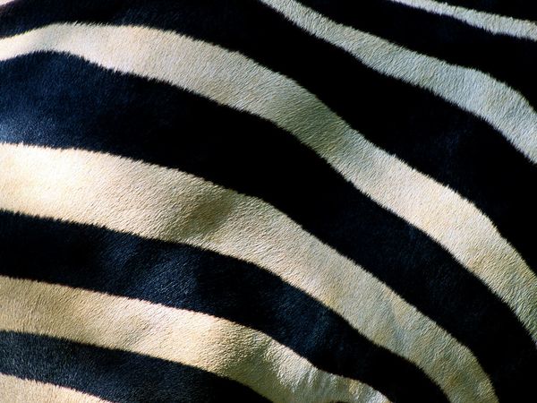Black-and-White stripes ripple across the hide of a Grant's Zebra.