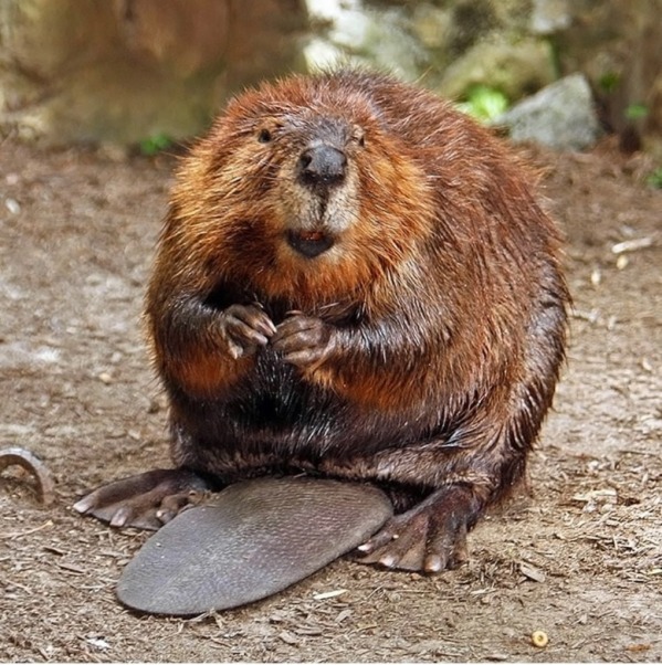 Beaver...Stuff - Anal gland secretions and urine to be exact. It's called castoreum and you can check for it in the ingredients of certain brands of vanilla ice cream and certain raspberry-flavored foods.