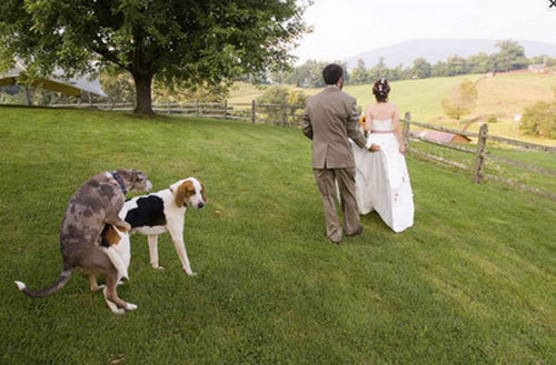 This couple may have waited until marriage, but their dogs don't have the same kind of patience