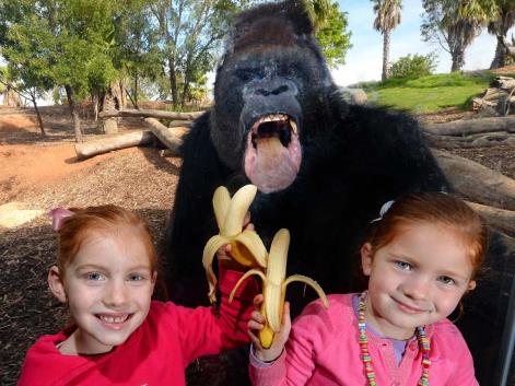 Children taunt gorilla with bananas, so gorilla photobombs them, April 2013