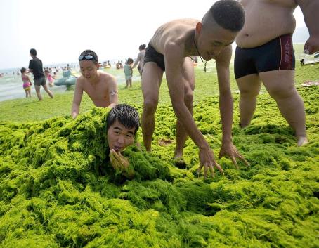 Algal bloom covers beach in Qingdao, China, July 2013