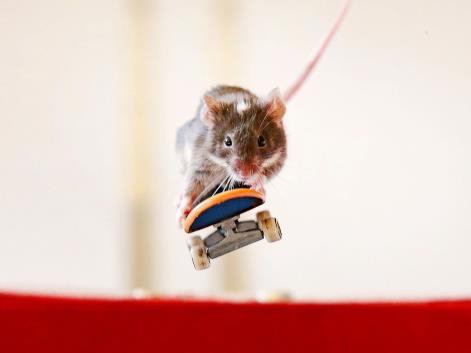 Shane Willmott's incredible skateboarding mice, August 2013