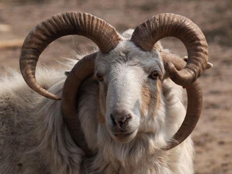 Brazil man to marry goat, September 2013