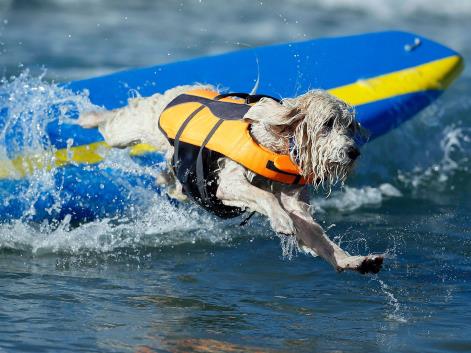 Surfing dogs, September 2013