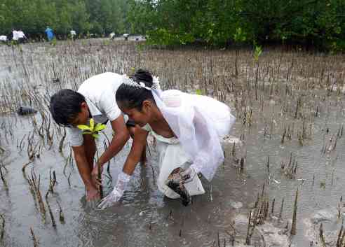 Newlyweds plant mangrove tree