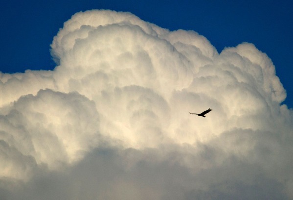 The Cumulonimbus - It certainly is one long word, but cumulonimbus refers to the largest variety of cloud. These clouds might seem pretty big in the sky, but what you didn't know is that they can reach amazing heights of up to 6 miles! If that was not impressive enough, these clouds also hold up to half a million tons of water.