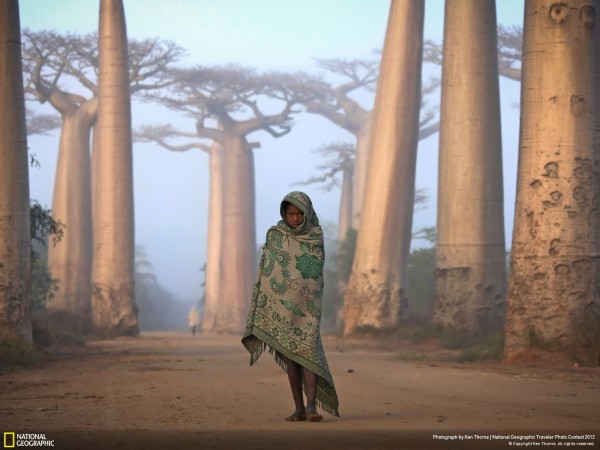 Lost In Time - Titled 'Lost in Time - An Ancient Forest', this photograph captures an ancient forest of Baobab trees on the West coast of Madagascar.