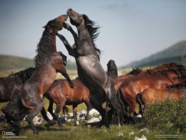 Stallion Fight - Vedran Vidak's famous image, titled 'Stallion Fight', depicts the conflict between stallions and colts when the latter tries to win the dominant position in the herd of mares