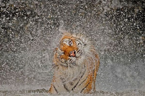 The Explosion! - Titled 'The Explosion!', this image won the 2012 National Geographic Photography contest. Photographer Ashley Vincent captured Busaba the tigress shaking herself dry after a cooling dip.
