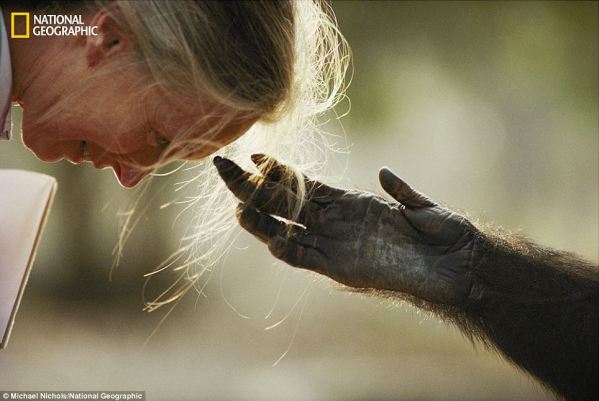 Queen Of Chimps - This photograph, taken in 1990, captures legendary primatologist Dr Jane Goodall as a captive chimpanzee reaches out to brush her hair from her forehead.