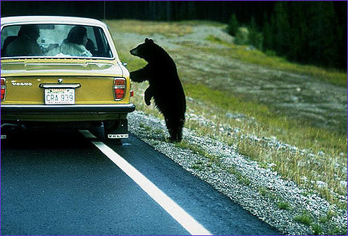 In the state of Missouri, it is illegal to drive with an uncaged bear. We're assuming that this means it's ok to transport bears from zoo to zoo as long as they're in cages, but there's no random cab hopping for your friendly backyard guest!