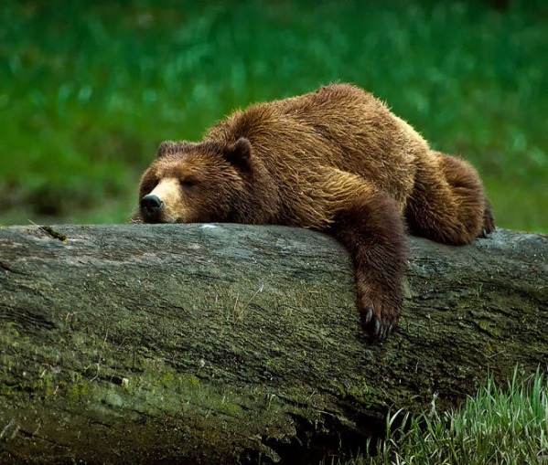 In Alaska, hunting is a regular thing. Shooting bears is a regular thing. And it's totally ok for you to wake a bear up by shooting it if you sorta miss. However, it's illegal in Alaska to wake a sleeping bear merely to take a picture of or with it!