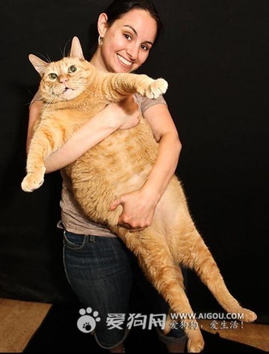 30 of the Fattest Cats on the Internet